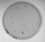 Original image of agar plate